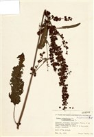雜交種酸模藏品圖，第1張